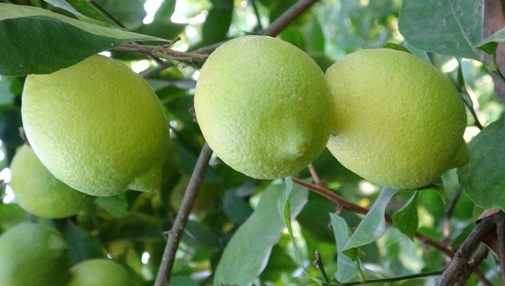 Meyve ve sebze deposu Mersin, 9 üründe Türkiye birincisi G2