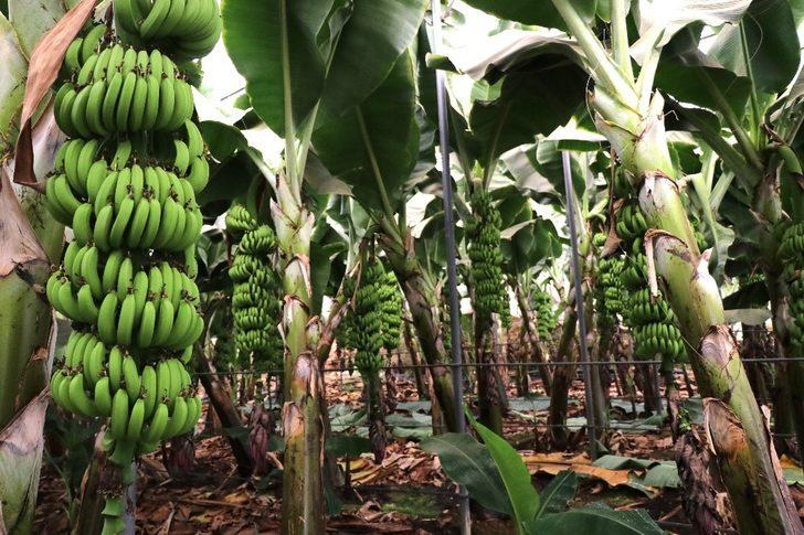 Meyve ve sebze deposu Mersin, 9 üründe Türkiye birincisi G3