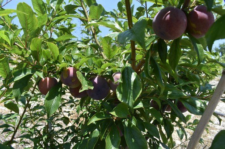 Meyve ve sebze deposu Mersin, 9 üründe Türkiye birincisi G4