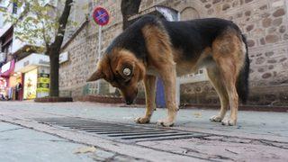 'Mazgal köpek' yine iş başında! Caddenin demirbaşı oldu
