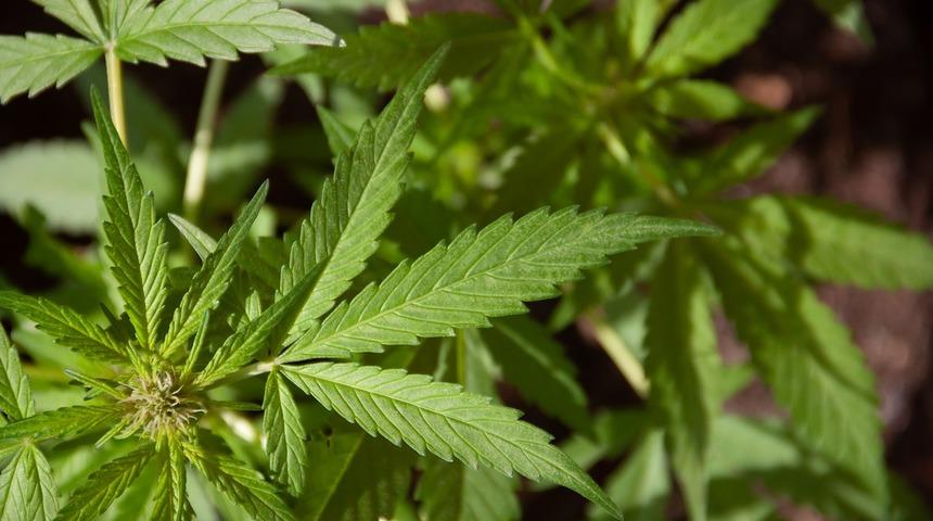 Kenevir Nedir? Kenevir nelerde kullanılır?