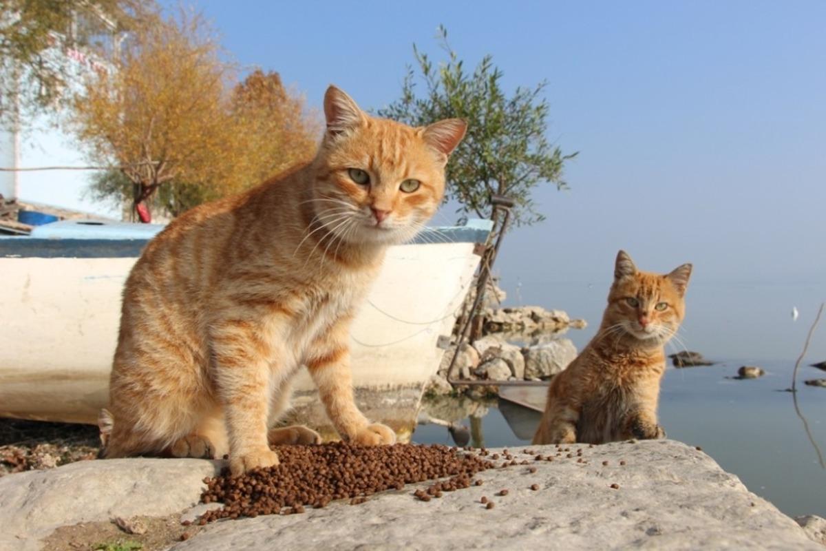 Nil&uuml;fer&rsquo;de sokak hayvanları yalnız değil