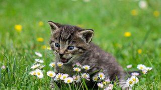 Kedilerde kansızlık