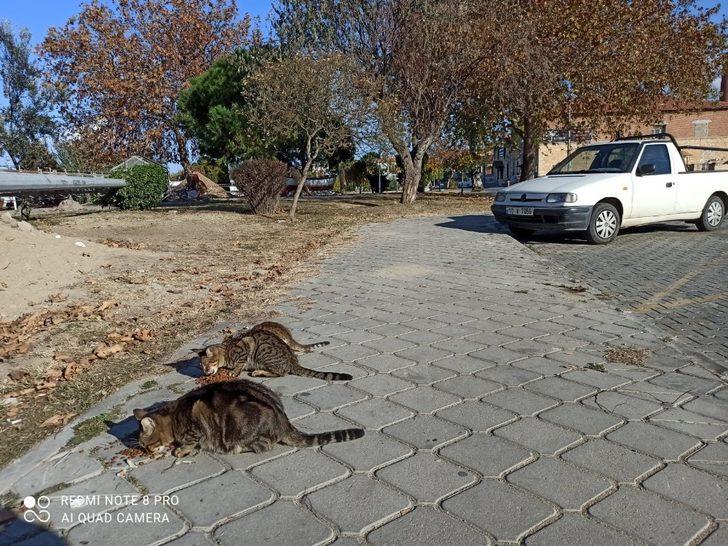 Burhaniye’de Belediye Can dostlarını unutmadı G3
