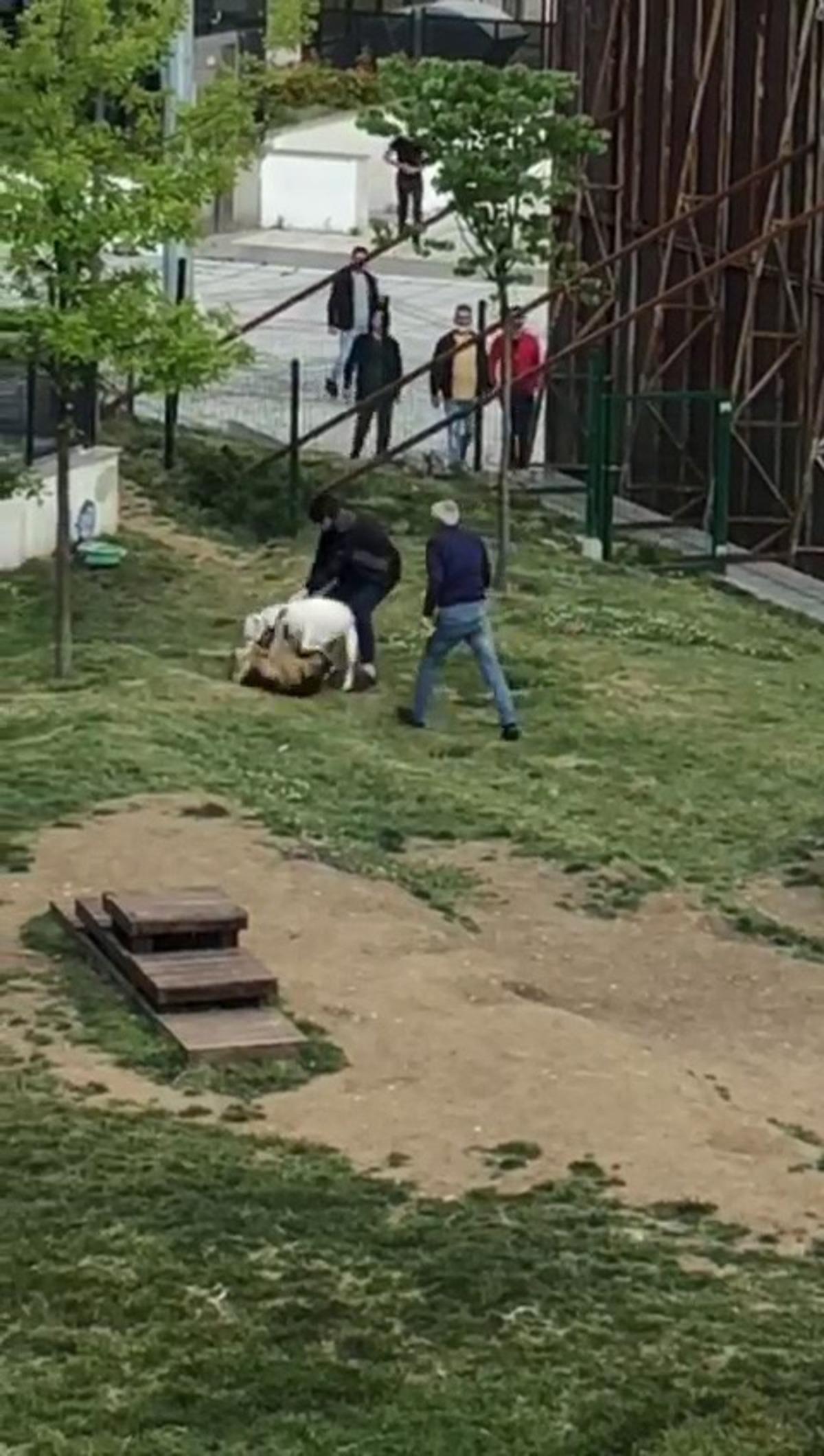 K&uuml;&ccedil;&uuml;k&ccedil;ekmece&rsquo;de pitbull dehşeti