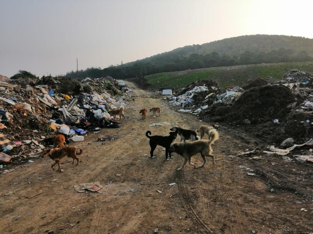 &Ccedil;&ouml;pl&uuml;k taşındı, k&ouml;pekler a&ccedil; kaldı