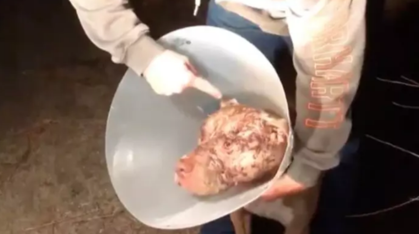 Köpeğini kurtarmak için 158 kiloluk ayıya saldırdı