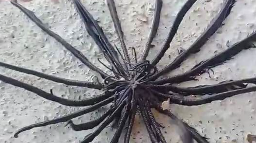 Balık tuttuğunu sandı oltayı çektiği an dehşete düştü! Siyah bacaklı gizemli canlı...