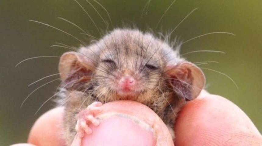 Ağırlığı 10 gram bile değil! Araştırmacılar şaşkına döndüler