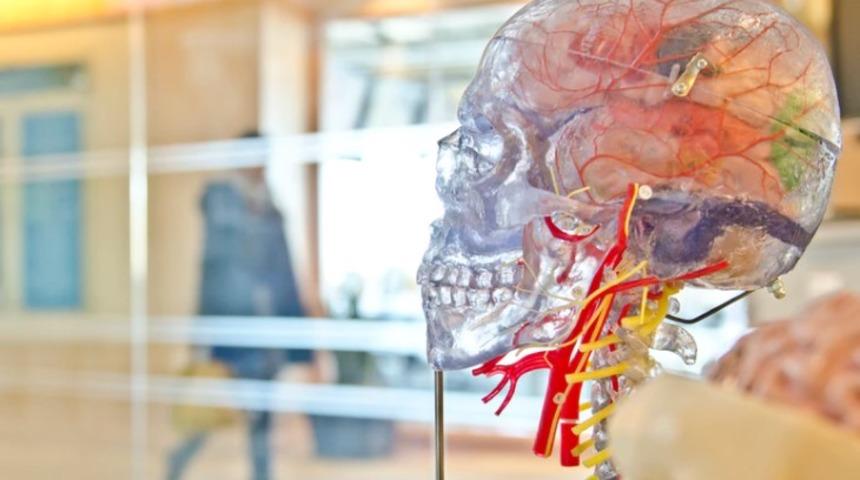 Amigdala nedir, amigdalanın işlevi nedir?