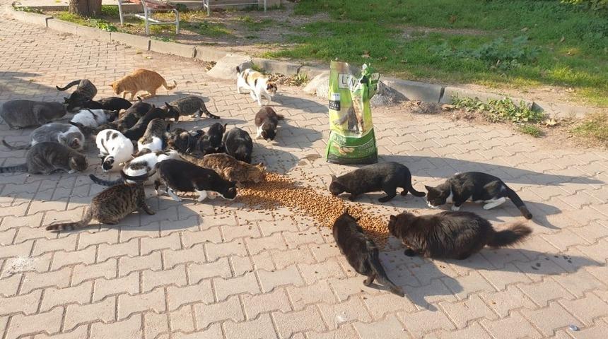 Dilovası Belediyesi sokak hayvanlarını unutmadı