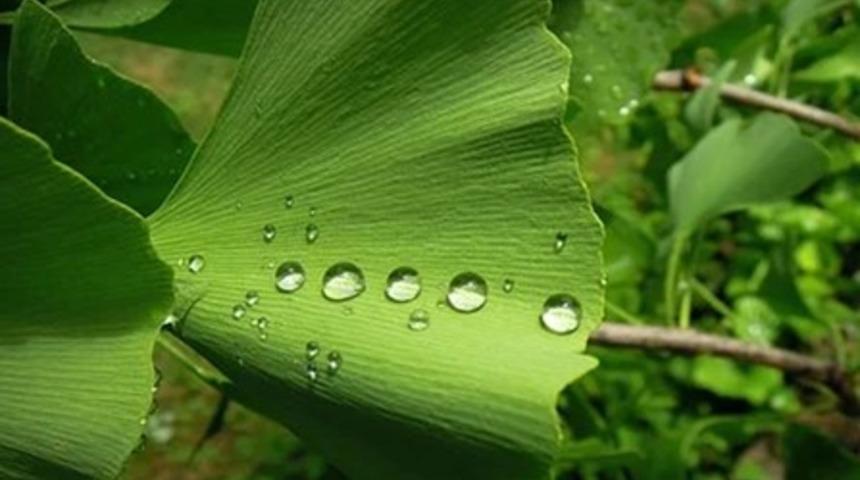 Ginkgo biloba nedir? Ginkgo biloba bitkisinin faydaları neler?
