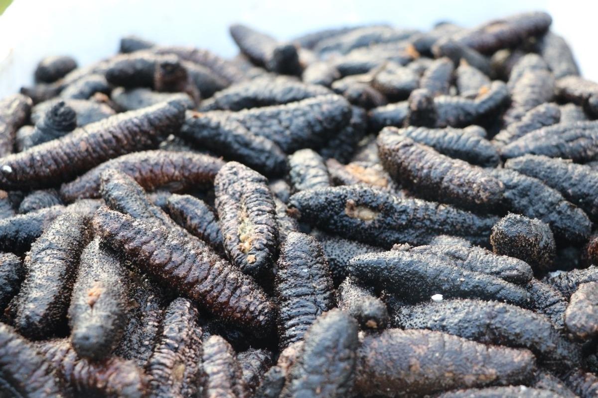 Bodrum Kent Konseyi Başkanı Yılmaz; "Avcılık değil yağma yapıyorlar"