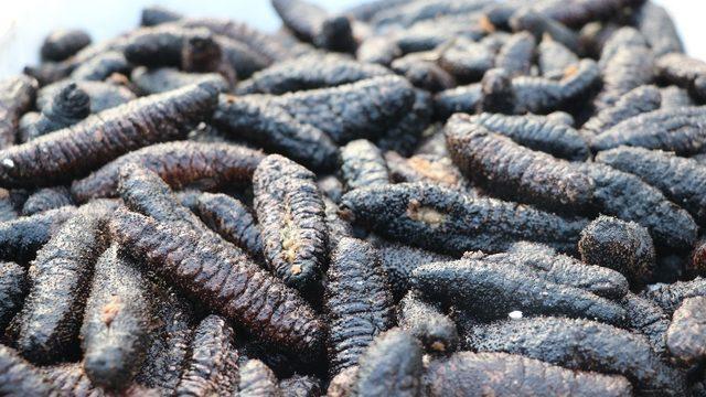 Bodrum Kent Konseyi Başkanı Yılmaz; Avcılık değil yağma yapıyorlar