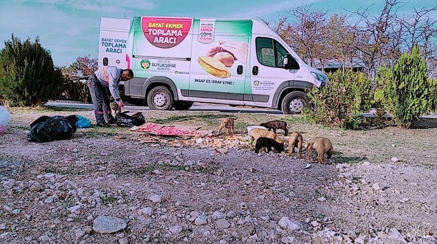 Kısıtlama g&uuml;nlerinde sokak hayvanları unutulmadı