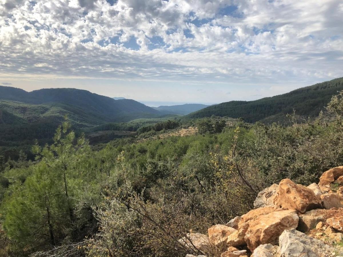 Nesli t&uuml;kenme tehlikesinde olan karakulak &ouml;l&uuml; bulundu