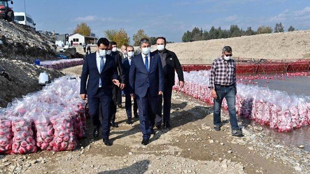 Türkiye’de turpun yüzde 74’ü Osmaniye’de üretiliyor