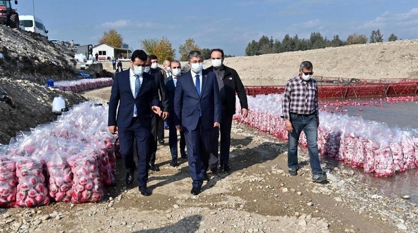 T&uuml;rkiye&rsquo;de turpun y&uuml;zde 74&rsquo;&uuml; Osmaniye&rsquo;de &uuml;retiliyor