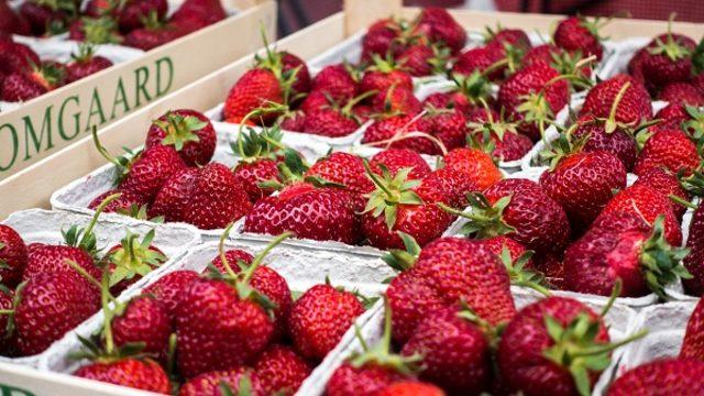 Çilek yetiştiriciliği nasıl yapılır, karlı mı, devlet teşviki var mı? Çilek nasıl yetiştirilir?