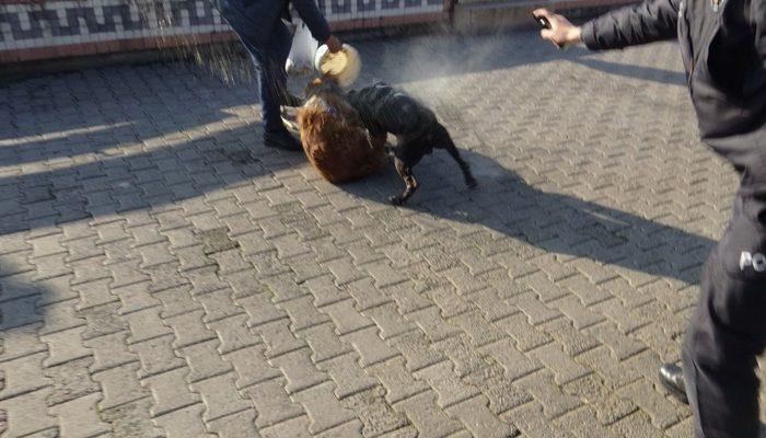 Pitbull dehşeti! Polis biber gazıyla ayırmaya çalıştı