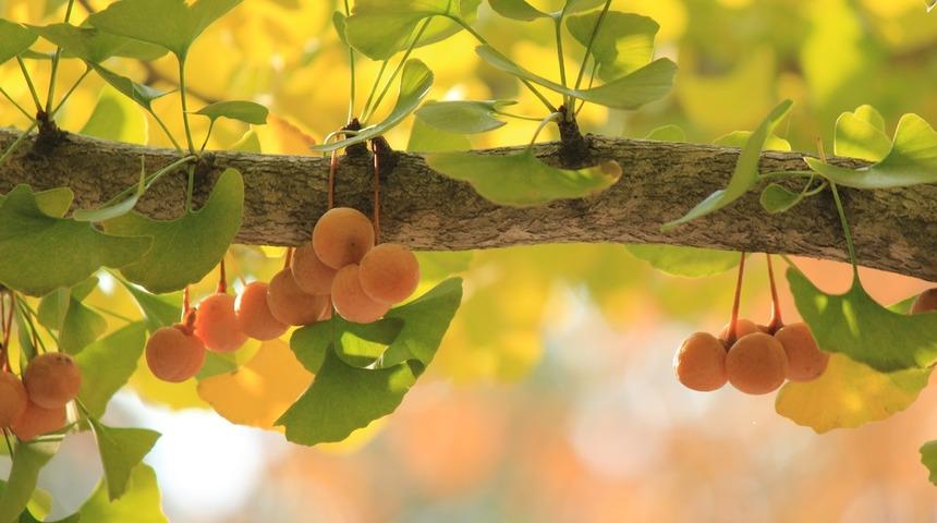 Ginkgo Biloba Nedir? Ginkgo Biloba Bitkisinin Faydaları Neler?