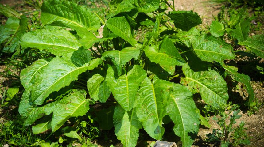 Evelik otu nedir? Evelik'in faydaları nelerdir? 