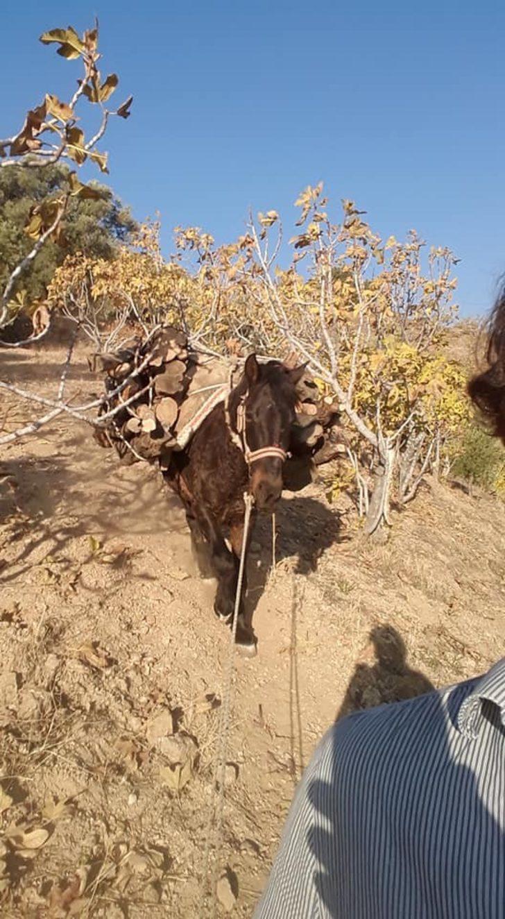 Aydın’da soğuklar başladı vatandaş yakacak derdine düştü G3