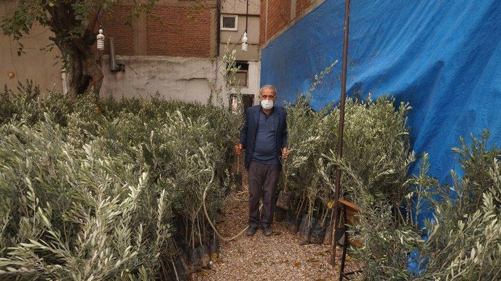 Sarıgöl Ziraat Odasından çiftçilere sekiz bin zeytin fidanı G1