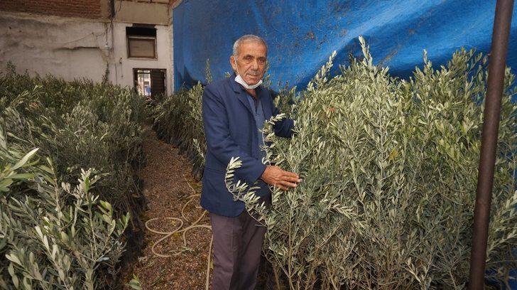 Sarıgöl Ziraat Odasından çiftçilere sekiz bin zeytin fidanı G2