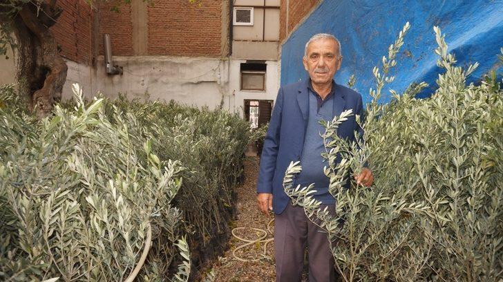 Sarıgöl Ziraat Odasından çiftçilere sekiz bin zeytin fidanı G3