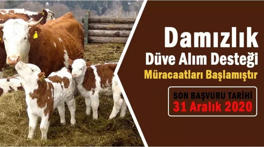 Damızlık düve alım desteği müracaatları başladı