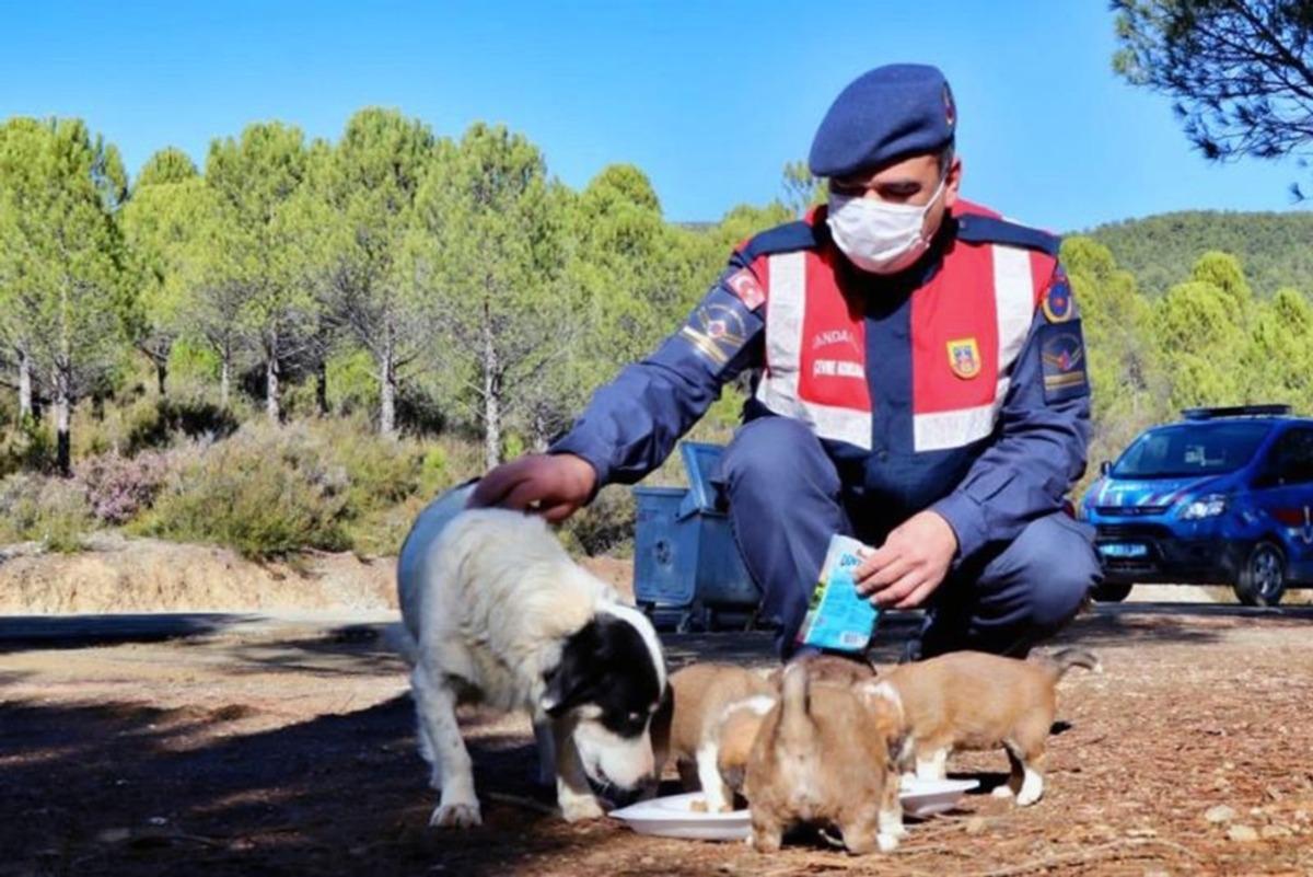Jandarma&rsquo;nın hayvan hassasiyeti