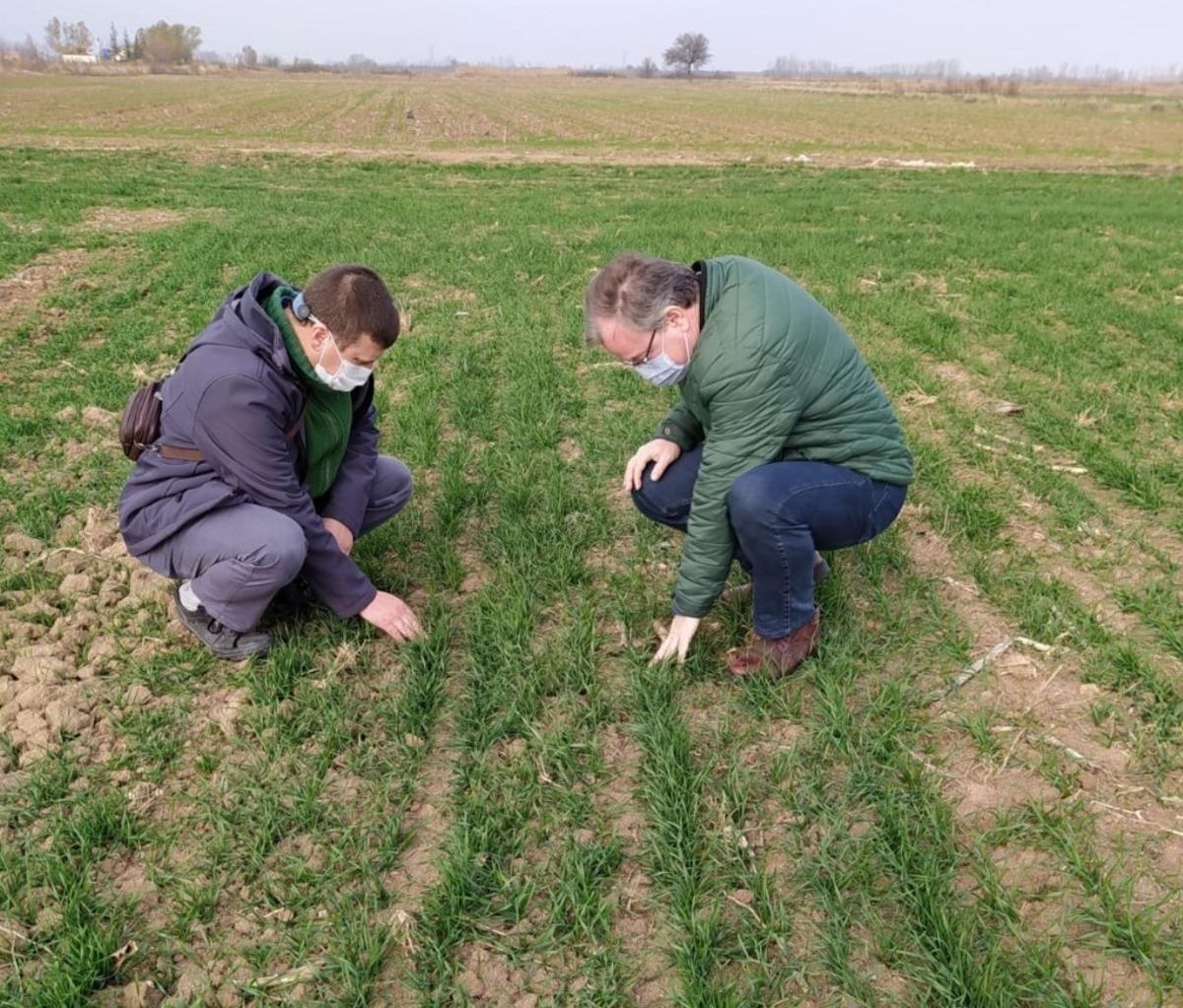 Kırklareli&rsquo;de buğday sineği kontrolleri