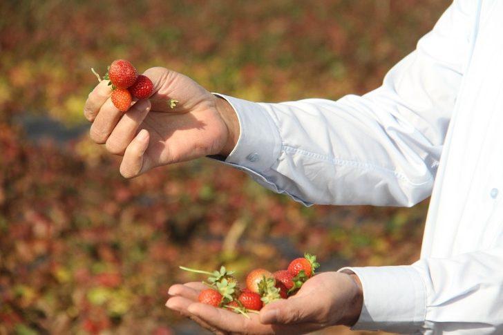 Hüyük, İç Anadolu’da organik çilek üretiminin üssü oldu G1