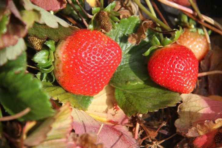 Hüyük, İç Anadolu’da organik çilek üretiminin üssü oldu G2