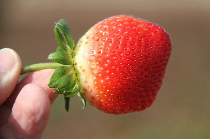 Hüyük, İç Anadolu’da organik çilek üretiminin üssü oldu G3