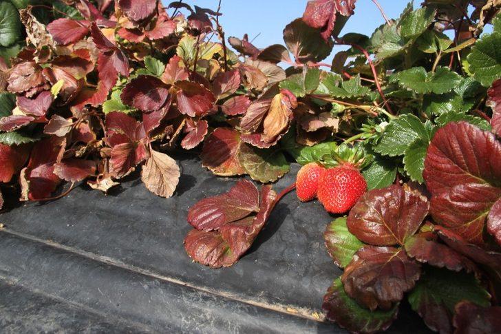 Hüyük, İç Anadolu’da organik çilek üretiminin üssü oldu G4