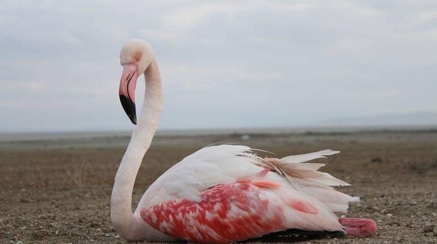 Seyfe Gölü nerede? Seyfe Gölü son hali? 