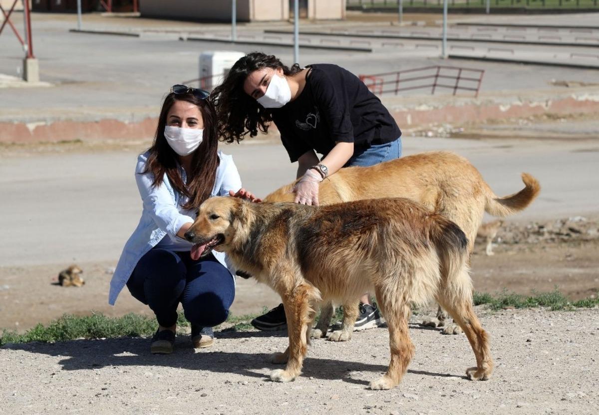 Van&rsquo;da sokak hayvanları yalnız değil