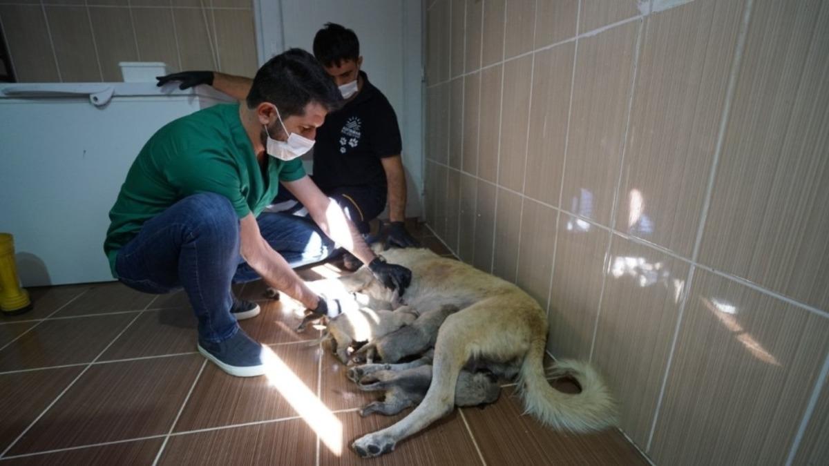 Annesi kaybeden yavru k&ouml;peklere s&uuml;t anne