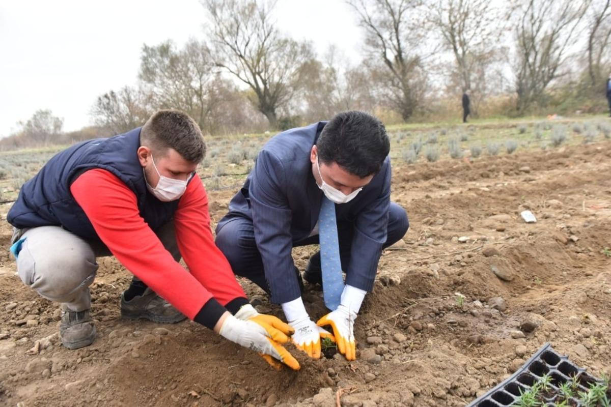 Altıeyl&uuml;l tıbbi ve aromatik bitkiler yetiştiriyor