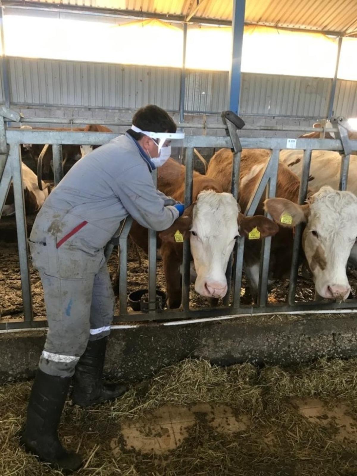 Simav&rsquo;da 120 bin hayvan aşılandı