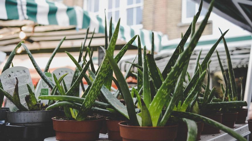 Aloe vera bakımı, sulaması, budaması, &ccedil;oğaltması nasıl yapılır?