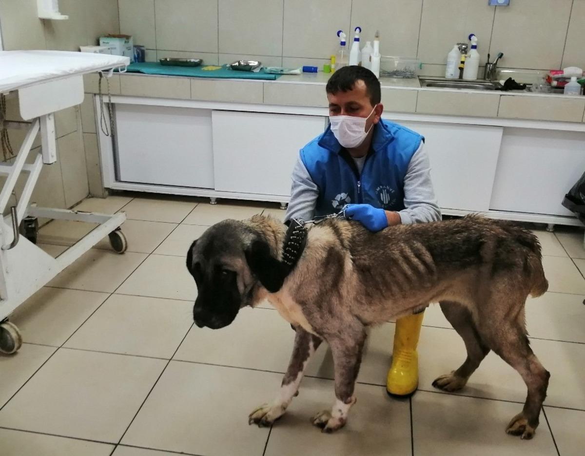 Terk edilen yaşlı k&ouml;peğe belediye sahip &ccedil;ıktı