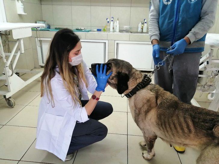 Terk edilen yaşlı köpeğe belediye sahip çıktı G2