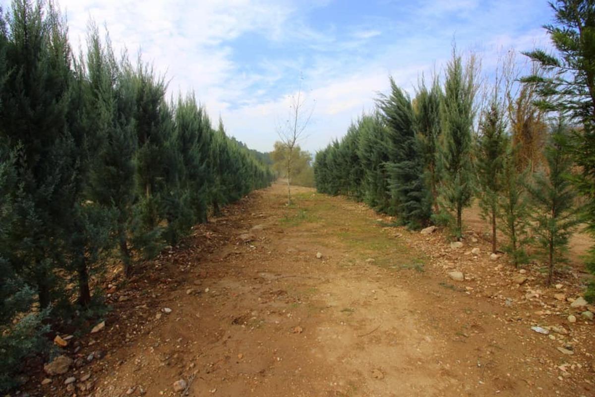 Korona vir&uuml;s&uuml;nden hayatı kaybedenler i&ccedil;in 75 bin ağa&ccedil; dikilecek