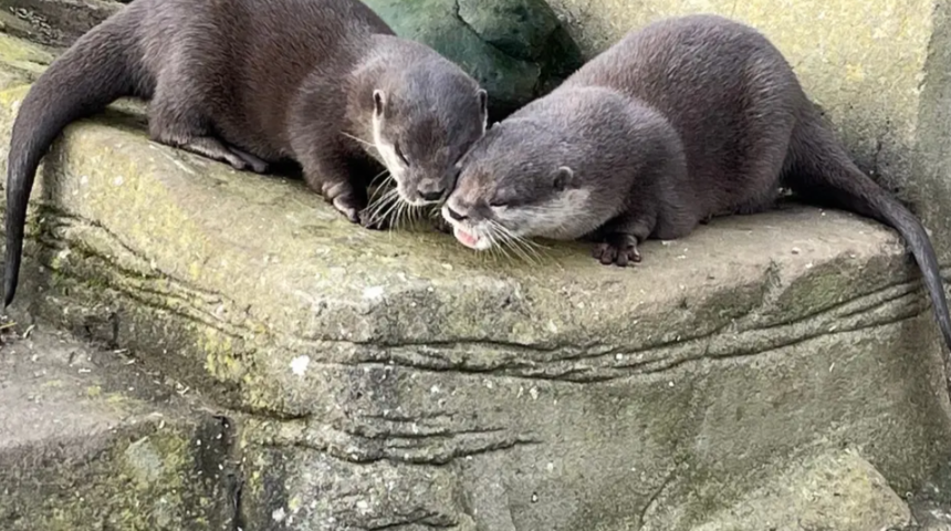 Yalnız kalan dul su samurları &ccedil;iftleşti! İnternet sayesinde aşkı buldular