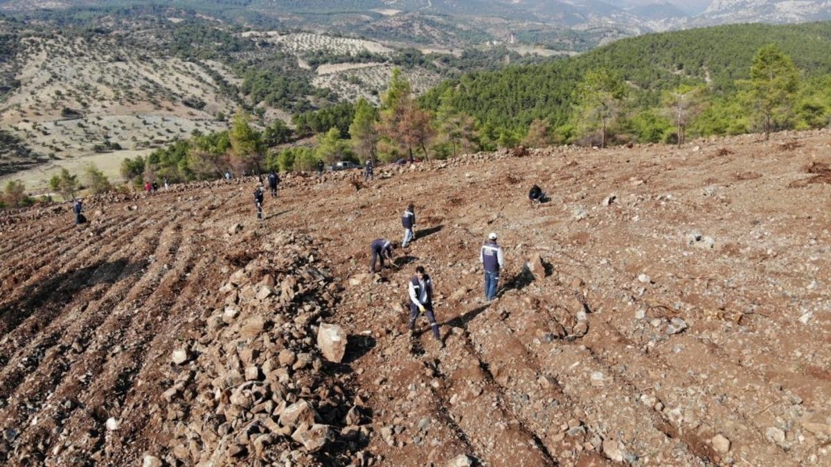 Binlerce fidan toprakla buluştu