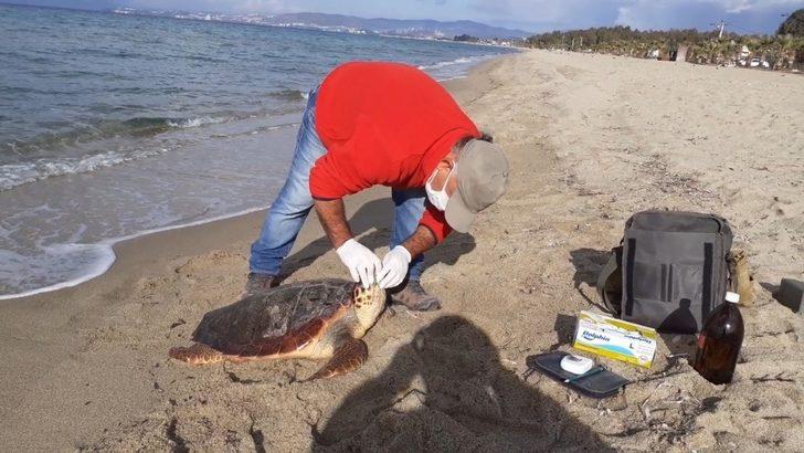 Kuşadası’nda iki kaplumbağa ölü olarak kıyıya vurdu G2