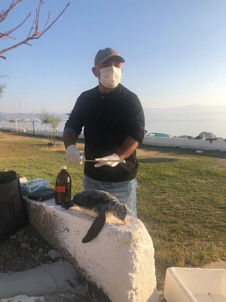 Kuşadası’nda iki kaplumbağa ölü olarak kıyıya vurdu G4